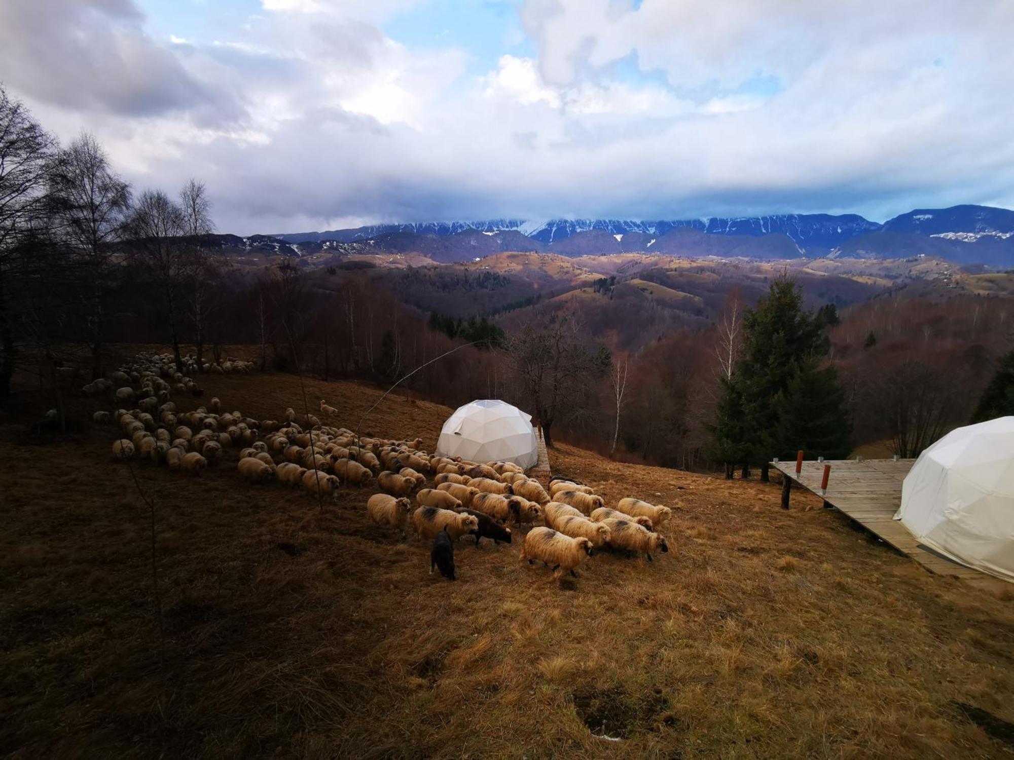 Glamping Zazen Hotel Drumu Carului Exterior photo